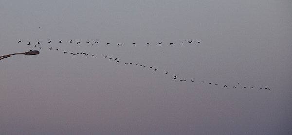 [A sky view with 57 geese in a vee shape. One side of the vee has about a dozen more birds than the other size.]